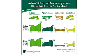 BZL-Infografik: Anbauflächen und Erntemengen von Hülsenfrüchten in Deutschland