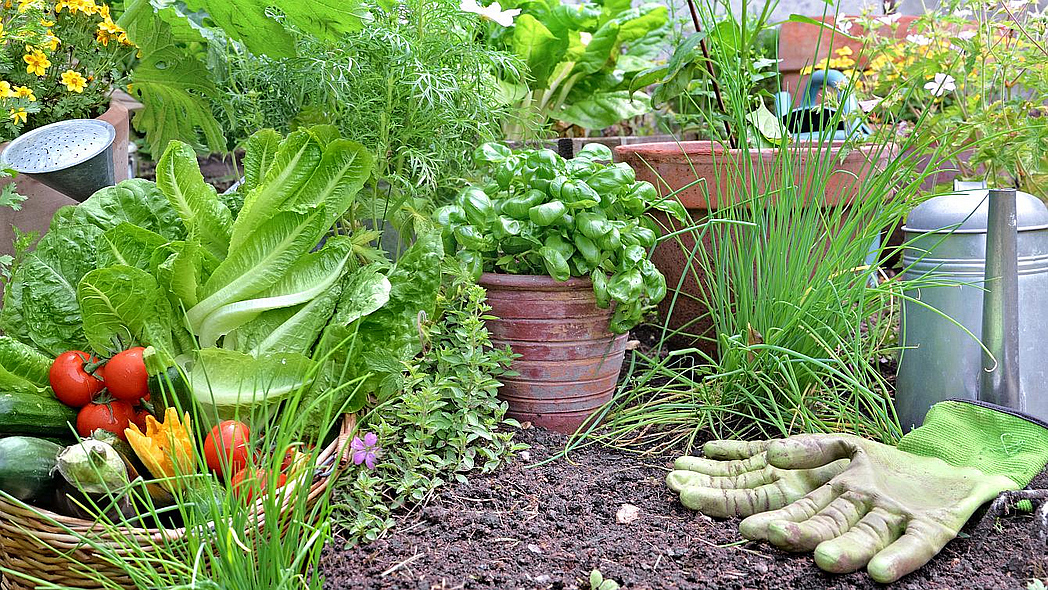 Verschiedene Gemüse und Kräuter auf einem Gartenbeet, geerntetes Gemüse im Korb, Gießkanne, Gartenhandschuhe und -werkzeuge.