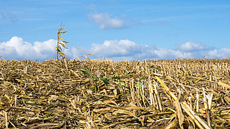 Vertrocknetes Maisfeld