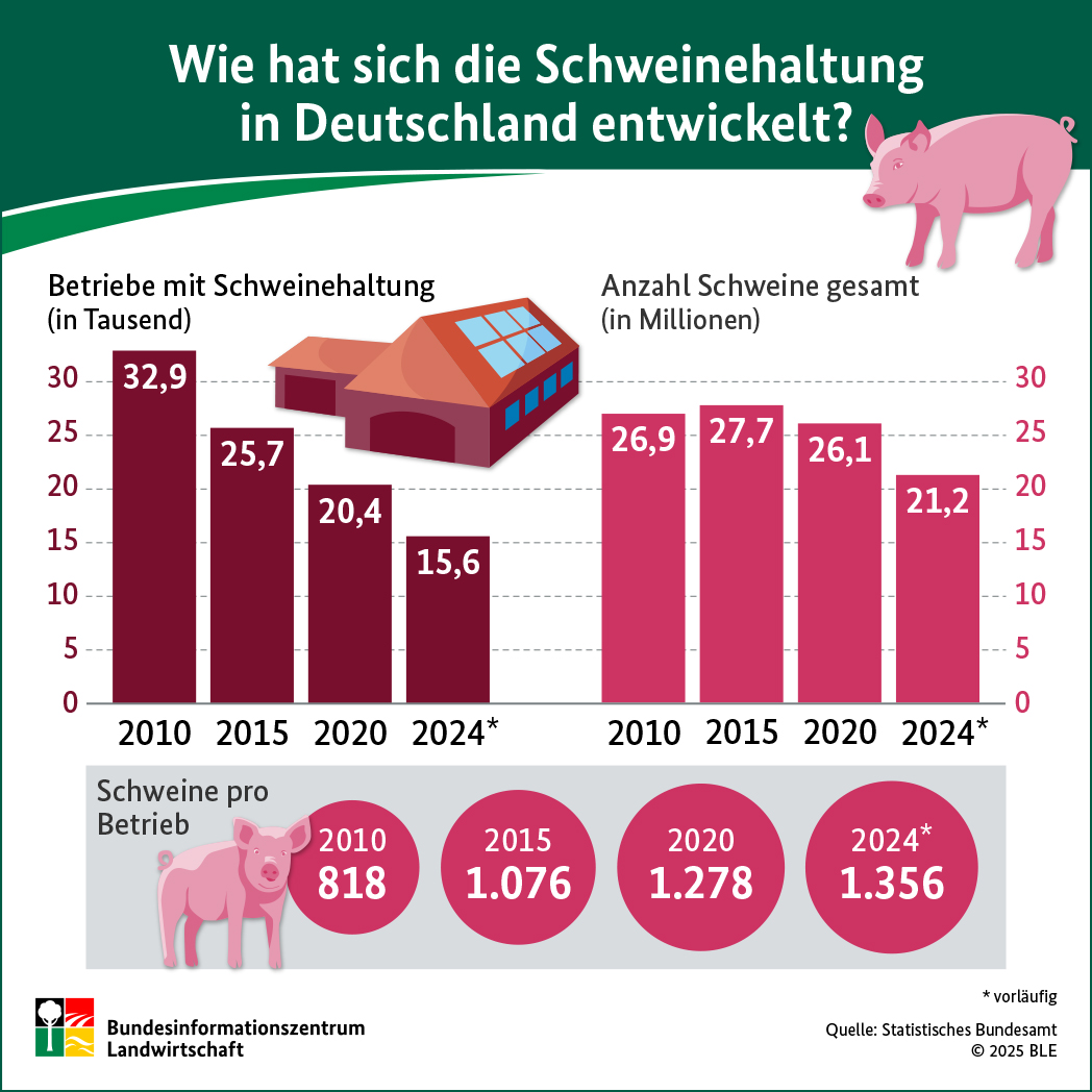 Infografik "Wie hat sich die Schweinehaltung in Deutschland entwickelt?