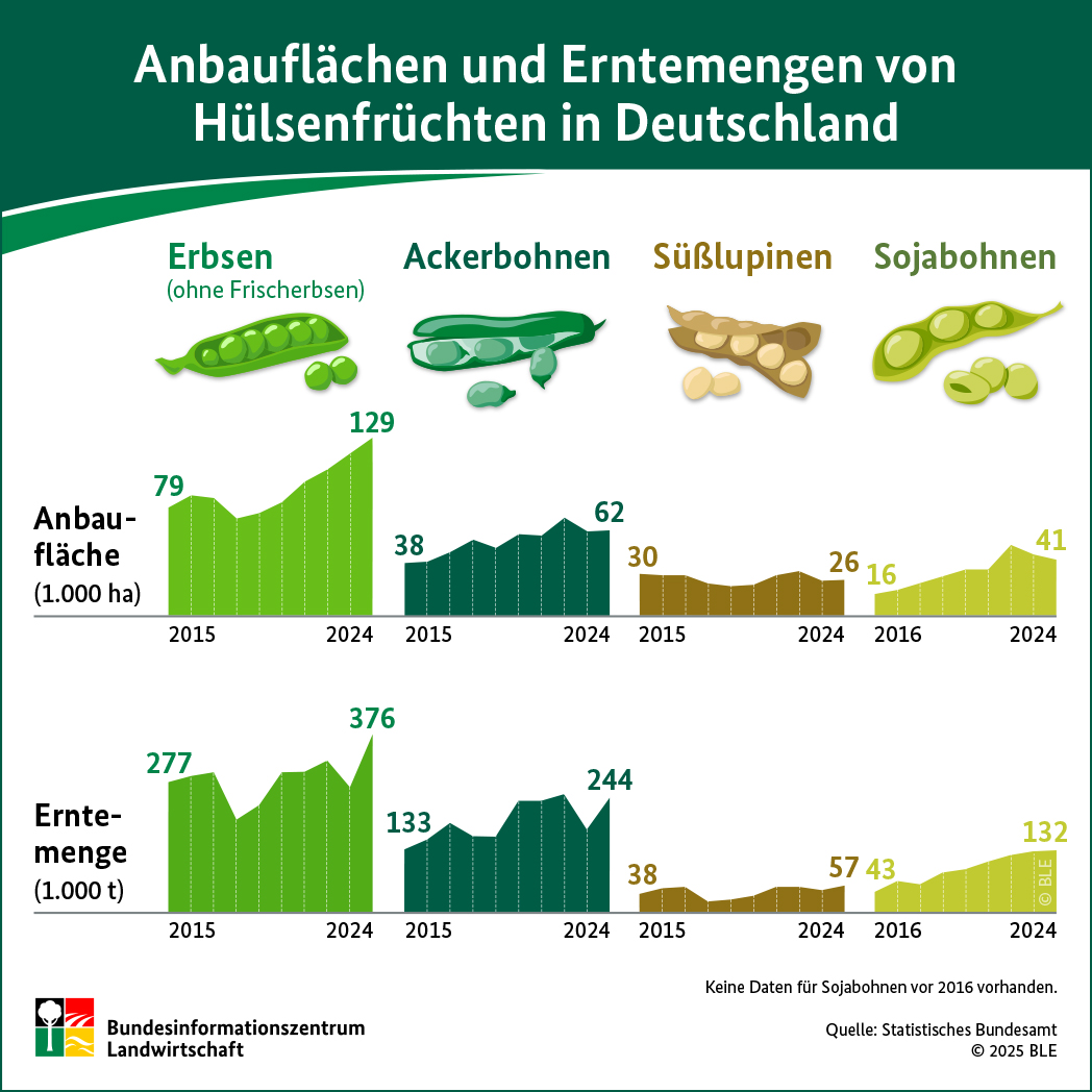 Infografik - Der Anbau und die Erntmengen von Hülsenfrüchten in Deutschland