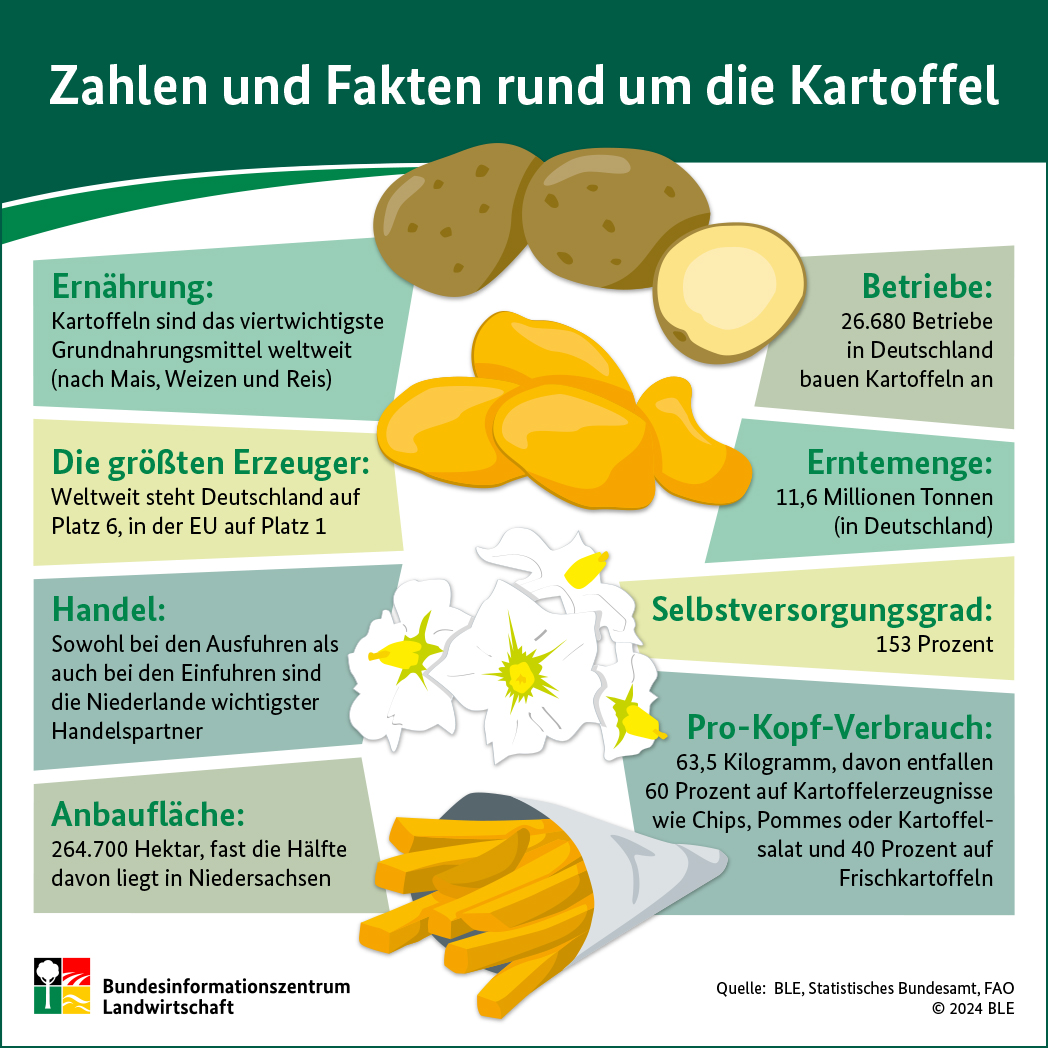 BZL-Infofgrafik: Zahlen und Fakten rund um die Kartoffel