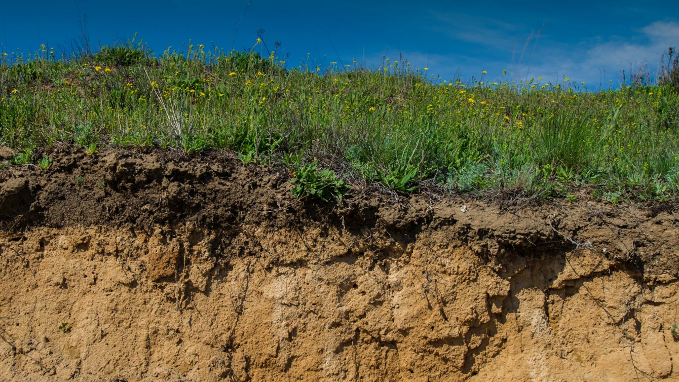 Querschnitt eines mit Gras bewachsenen Bodens in der Steppe