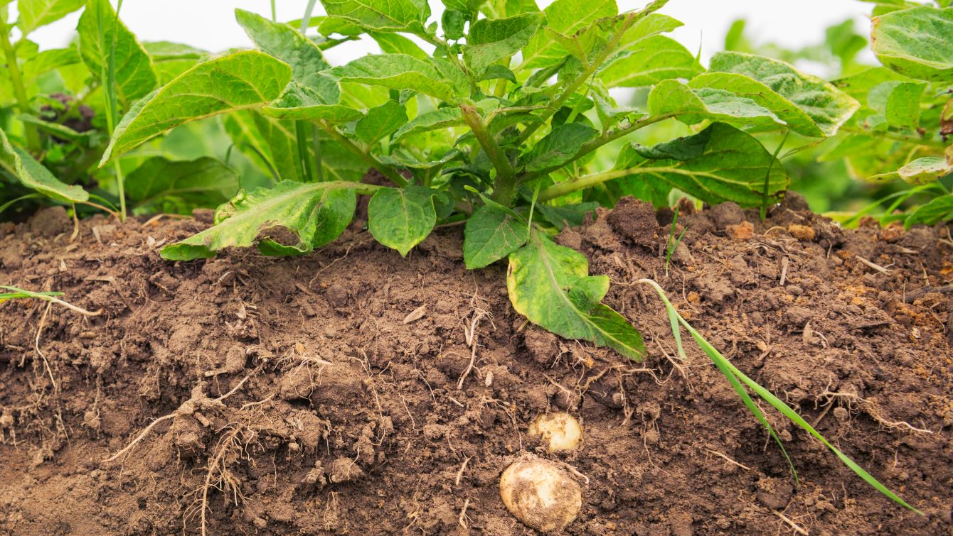 Nahaufnahme einer Kartoffelpflanze in der Erde mit angedeutetem Wurzelsystem