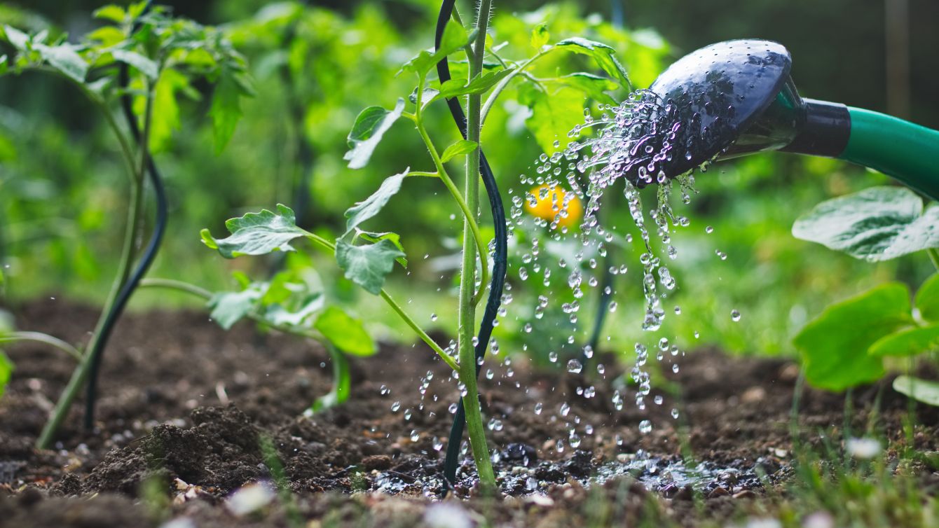 Kleine Tomatenpflanze wird im Hobbygarten mit einer Gießkanne gewässert 