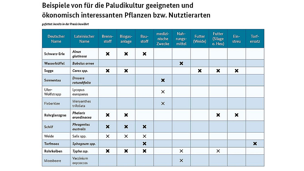 Tabelle mit Beispielen für Paludikulturen und ihre Verwendung