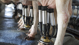 Mehrere Kühe stehen im Melkstand hintereinander. Am Euter jeder Kuh hängt das Melkzeug.