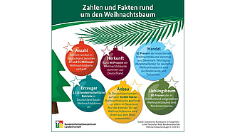 BZL-Infografik: Zahlen und Fakten rund um den Weihnachtsbaum