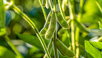 Grüne Hülsen an einer Sojapflanze