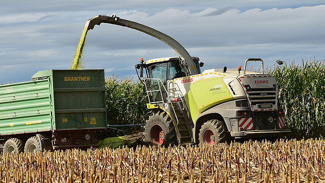 Ernte eines hohen dichten Silomaisbestandes, Silomaisernte, das Mais-Häckselgut wird in einen parallel mit fahrenden Traktor-Hängergespann geblasen.