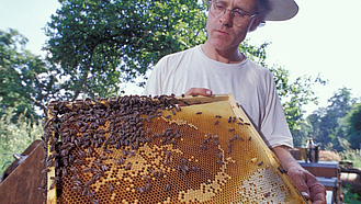 Imker zeigt eine Mittelwand eines Bienenstocks.