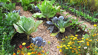 : Zierpflanzen und Gemüse gemeinsam auf einem Beet