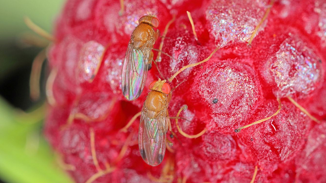 Zwei erwachsene Kirschessigfliegen Drosophila suzukii an einer reifen Himbeere.