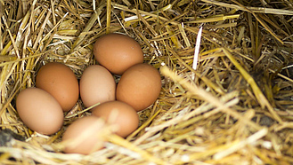 Sieben braune Eier liegen im Stroh.