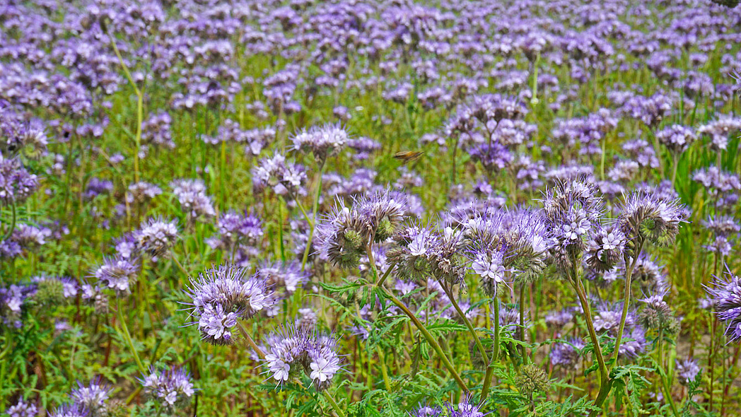 Feld mit einer Gründüngung aus Bienenfreund (Phacelia tanacetifolia).