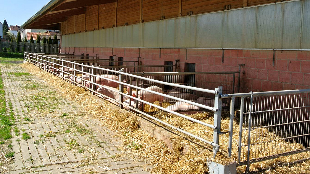 Schweine in einem Außenstallbereich auf Stroh