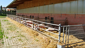 Schweine in einem Außenstallbereich auf Stroh