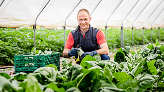 Ein Mann erntet Mangold