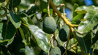 Ausgewachsene Avocadofrüchte am Baum