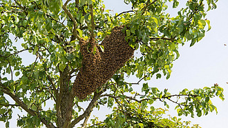 Ein Bienenschwarm bildet eine Traube an einem Ast.