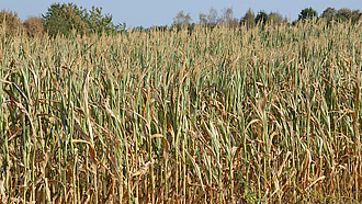 Bild eines Maisfeldes