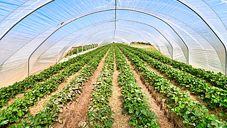 Mehrere Reihen Erdbeeren werden in einem Folientunnel angebaut