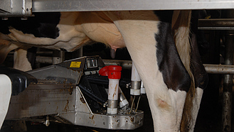 Kuh wird in einem Melkroboter gemolken.