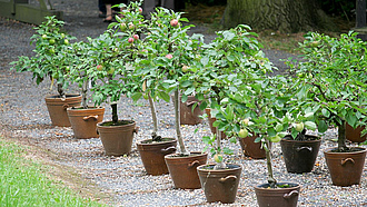 Kleine Apfelbäume in Kübeln stehen in einem Garten auf Kies