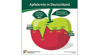 BZL-Infografik: Apfelernte in Deutschland