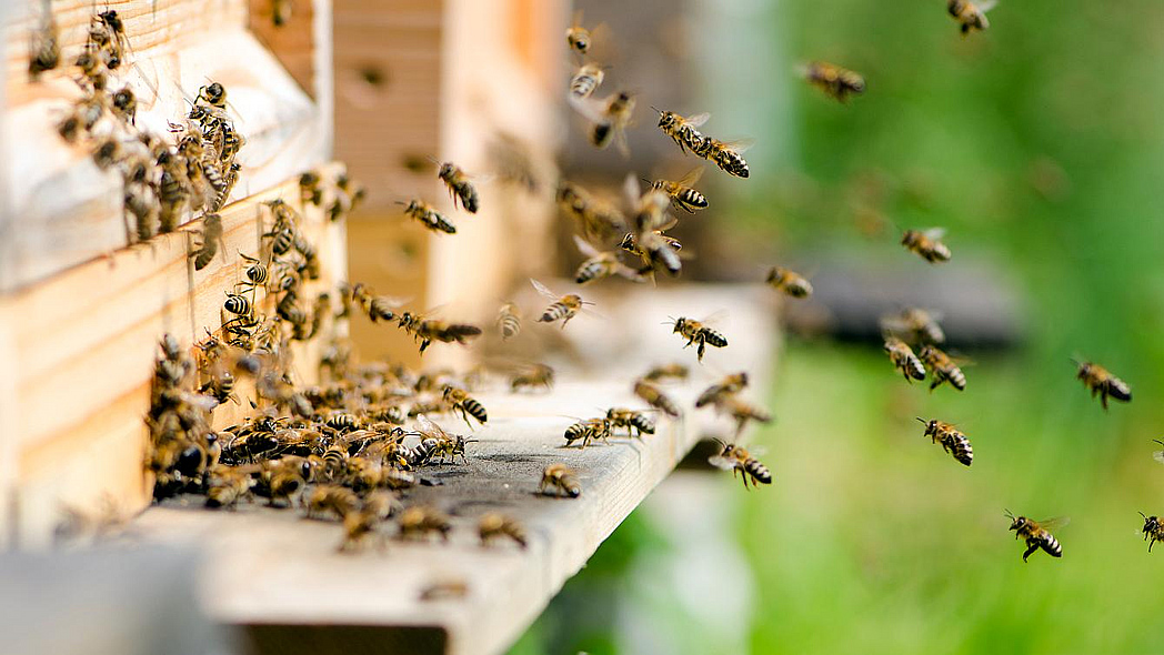 Bienen fliegen am Eingang eines Bienenstocks.
