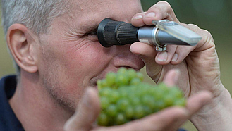 Mann hält sich ein Refraktometer an das Auge. Im Vordergrund grüne Weintrauben.