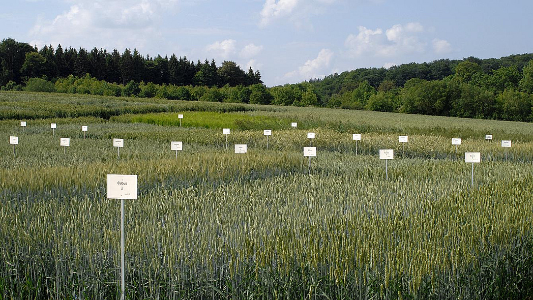 Sortenversuch Weizen, zu sehen sind mehrere kleine Parzellen jeweils mit einem weißen Schild davor 