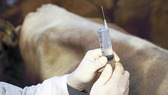 Tierarzt hält Spritze mit Antibiotika