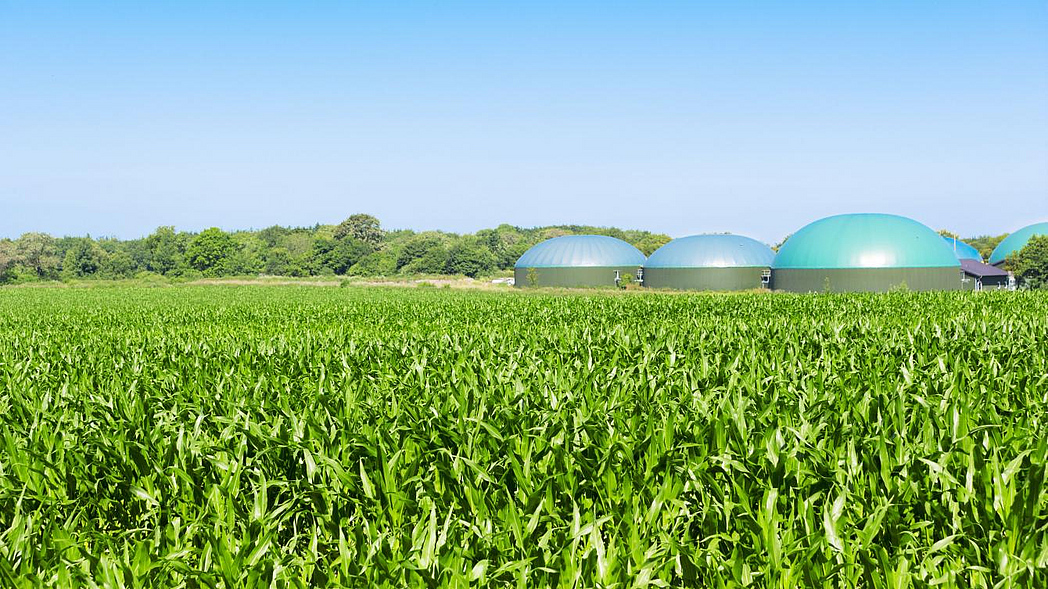 Maisfeld mit Biogasanlage im Hintergrund