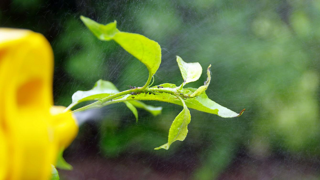 Blattläuse auf einer Gartenpflanze werden mit Flüssigkeit aus einer gelben Sprühflasche besprüht.