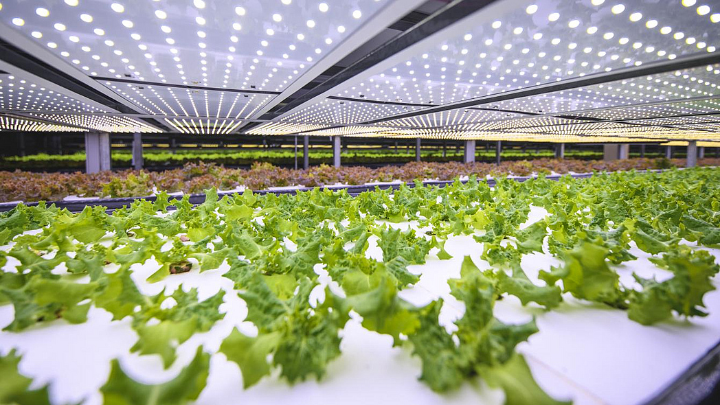 Salatpflanzen in einer Indoorfarm