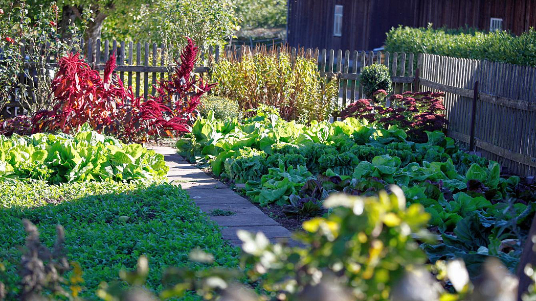 Gemüse- und Obstgarten mit Zaun und Haus im Hintergrund.
