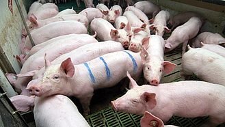 Mastschweine in einem Stall mit Spaltenboden