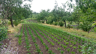 Agroforstsystem mit Sellerie in der Mitte, links und rechts davon Obstbaumreihen.