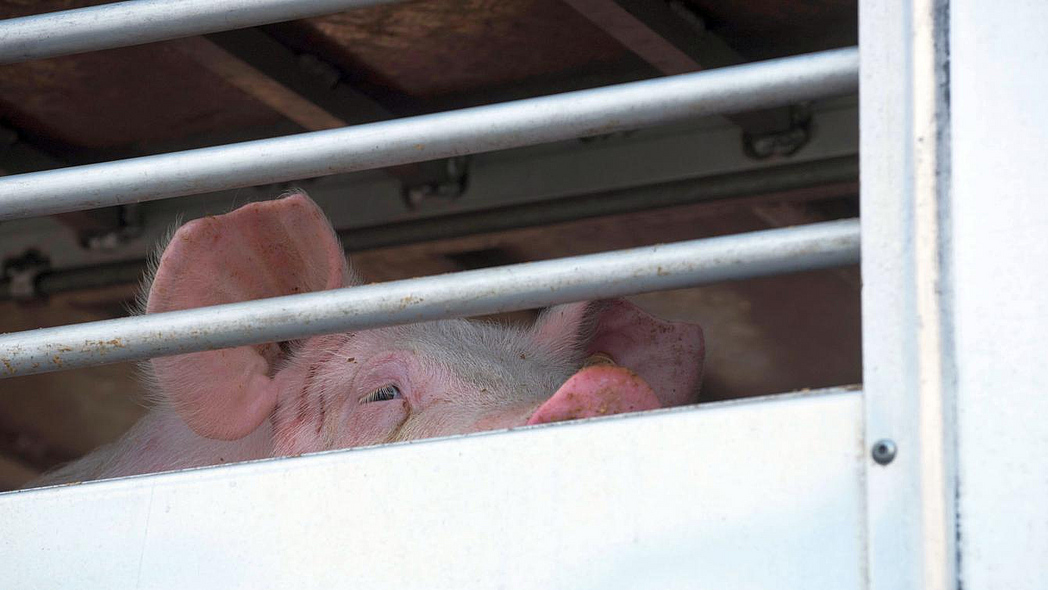 Ein Schwein guckt durch die Gitterstäe eines Tiertransporters.