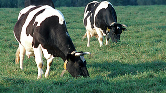 Zwei Milchkühe auf der Weide