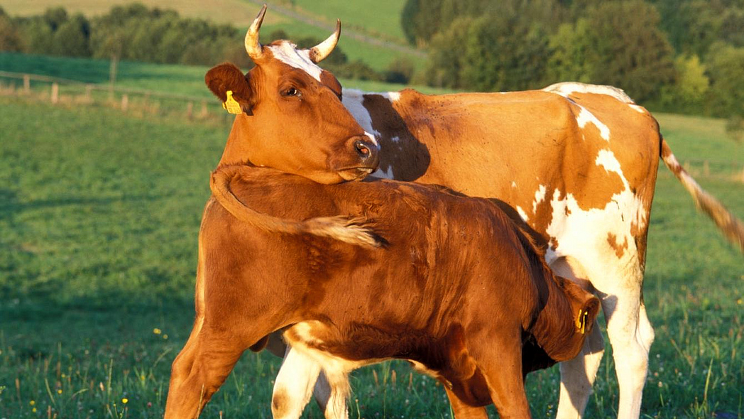 Behornte Mutterkuh mit Kalb