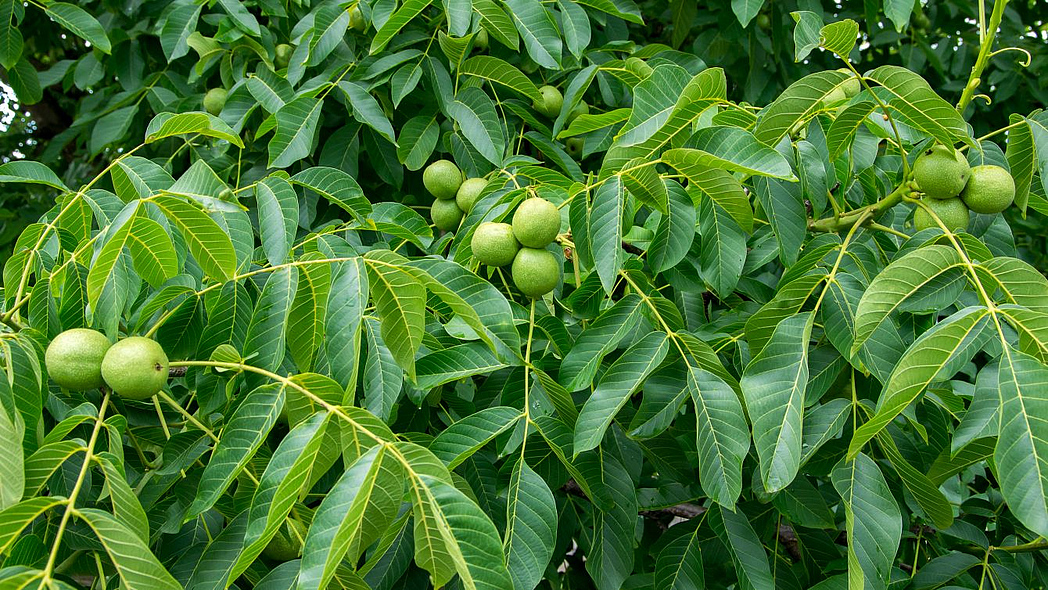 Grüne Walnüsse hängen an einem Baum.