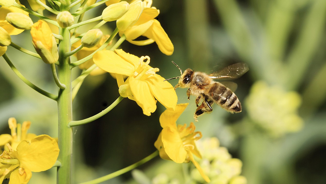 Honigbiene beim Anflug auf Rapsblüte