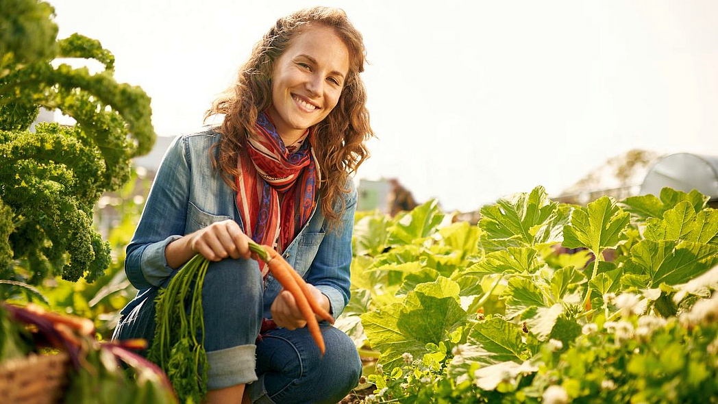 Lachende junge Frau bei der Ernte von frischem Gemüse mit Möhren in der Hand.