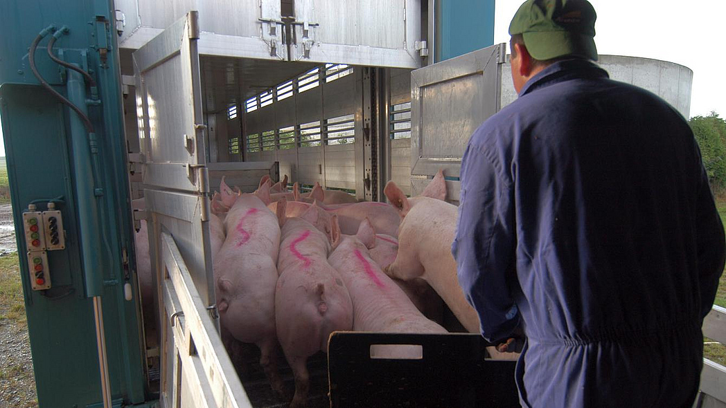 Ein Schweinehalter verlädt Schweine auf einen Transporter.