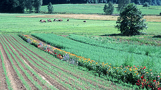 Acker mit Blühstreifen