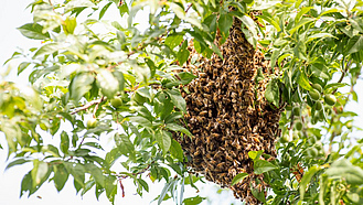 Ein Bienenschwarm hängt an einem Baum. 