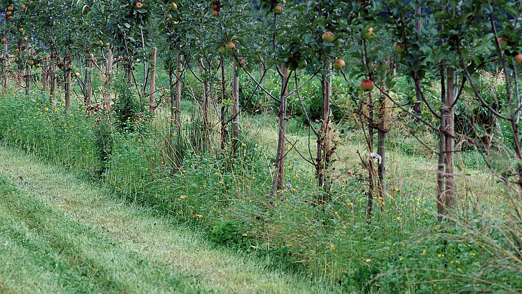 Apfelbäume mit Früchten in einer Obstplantage mit Blühstreifen.