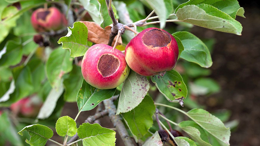Zweige eines Apfelbaumes mit Blättern und Äpfeln mit braunen Flecken.